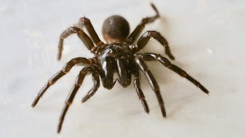 Funnel-web spider