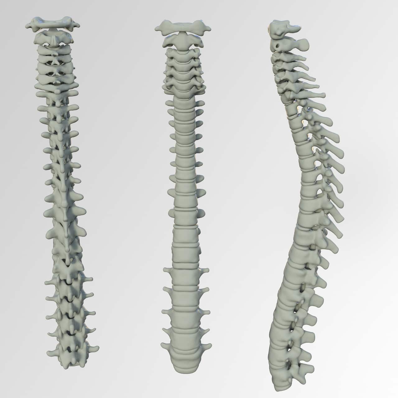 Spine bones
