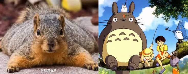 Squirrel vs Totoro