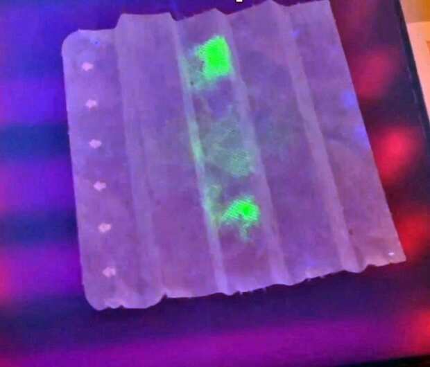 일본에서 코로나19 바이러스를 감지하는 신개념 마스크가 개발됐다. 