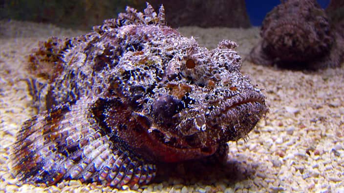 Stonefish