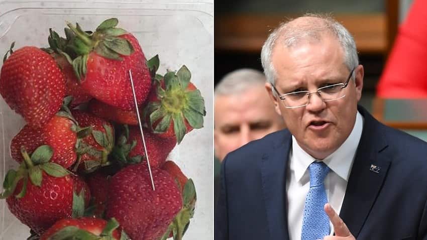 needles in strawberry