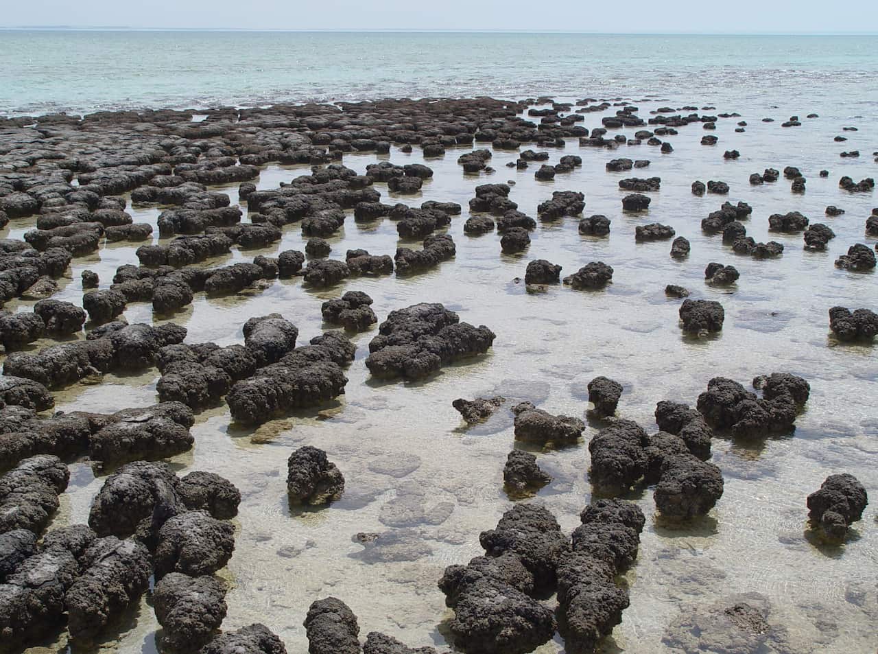 Stromatolites, Shark Bay, WA