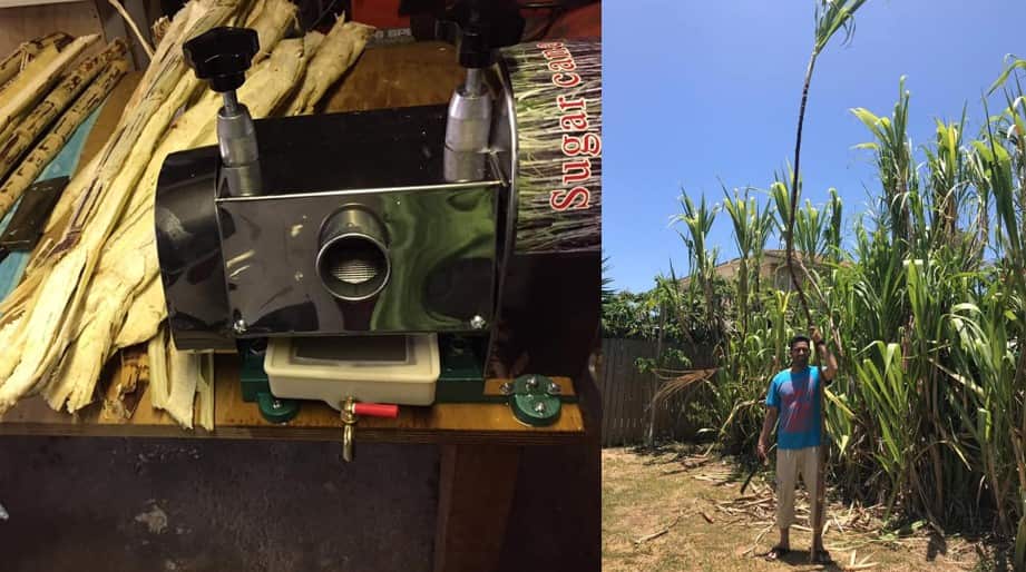 Raghuwinder Singh provides fresh sugarcane juice to people visiting his house which comes as farm-fresh straight from his sugarcane crop at his backyard.