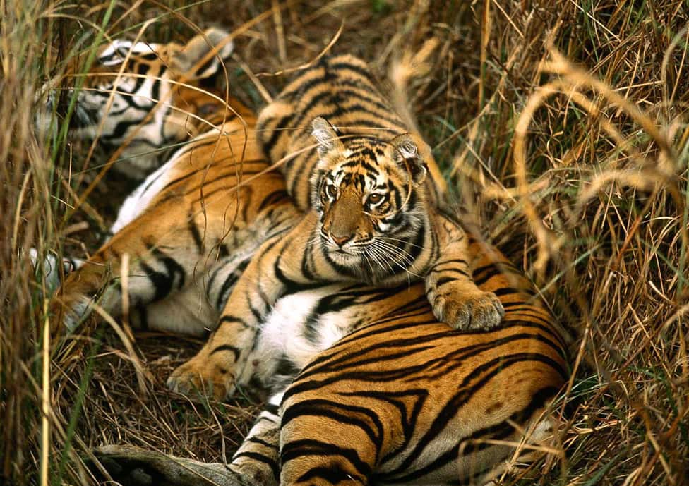 Tigers of Sunderban