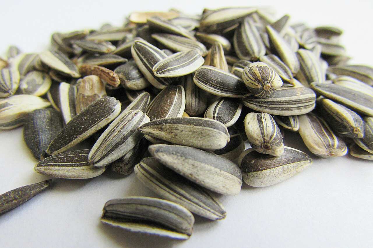 sun flower seeds