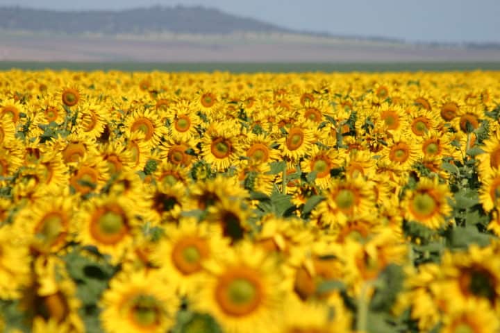 Sunflower farm