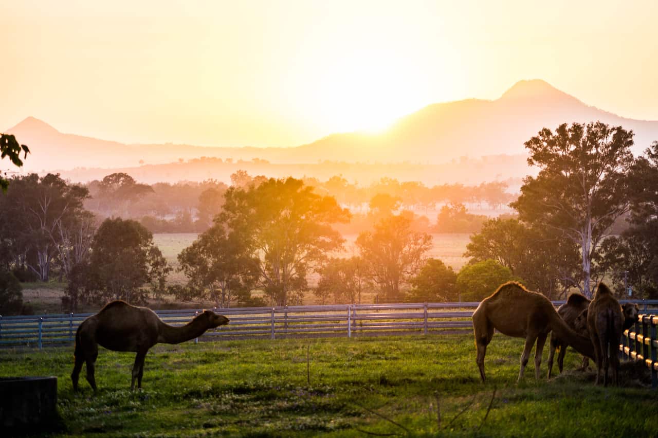 Sunrise at summerland camel farm South East of Brisbane