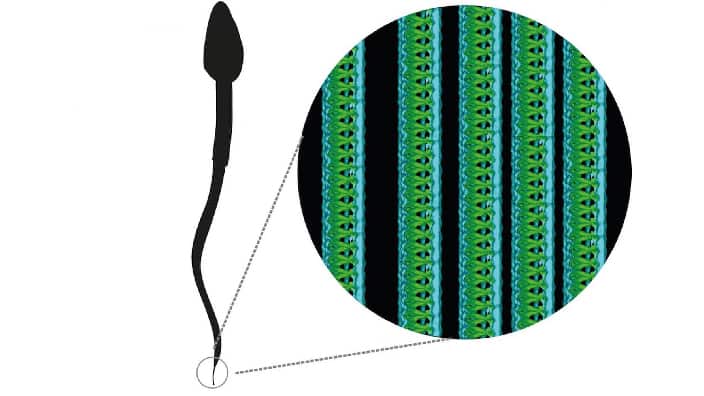 Researchers found the mysterious structure in the sperm tails by using cryo-electron tomography.