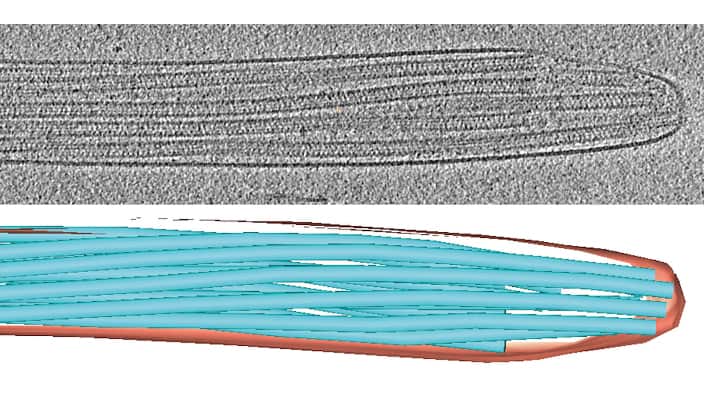 Researchers have uncovered a previously unknown spiral-shaped nanostructure in human sperm tails.