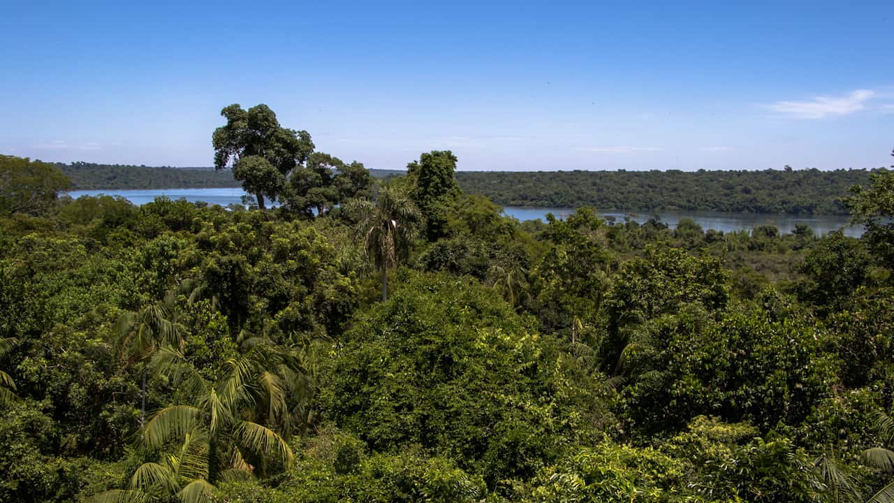 Selva de Misiones