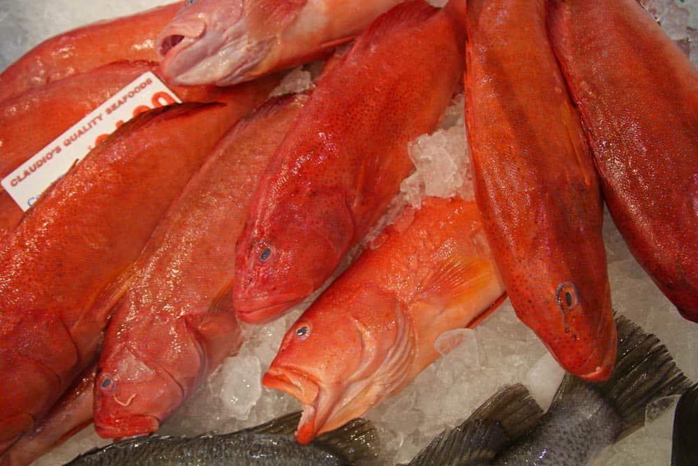 Sydney Fish Market red fish