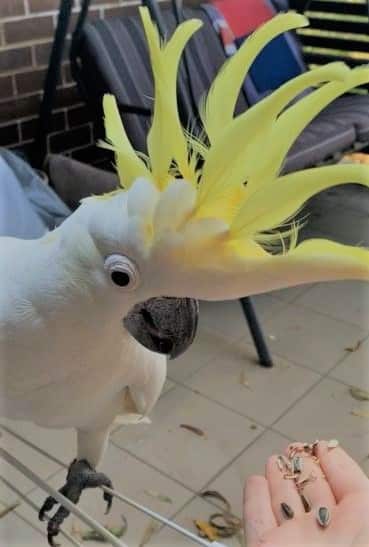 Cockatoo in Sydney