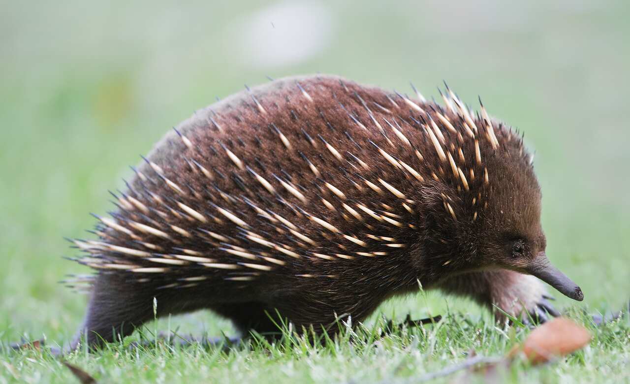 T. a. setosus, Mount Field National Park, Tasmania