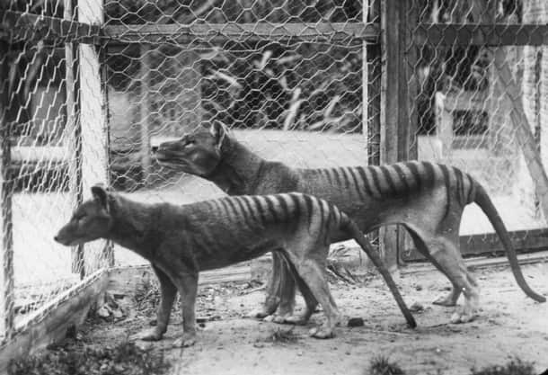 tasmanian_tiger_1.jpg