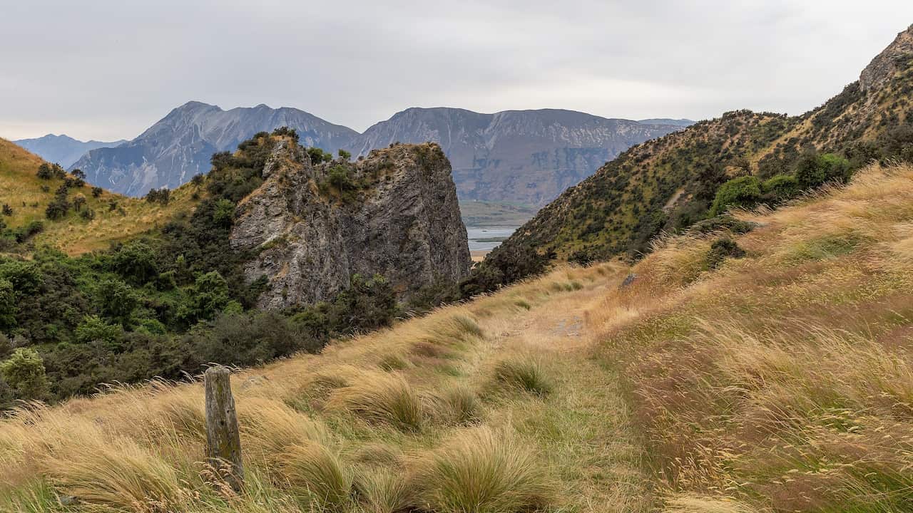 Te Araroa in Black Hill Range, Canterbury, New Zealand.