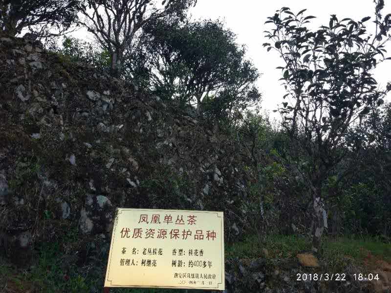 Tea tress with 400 years of history