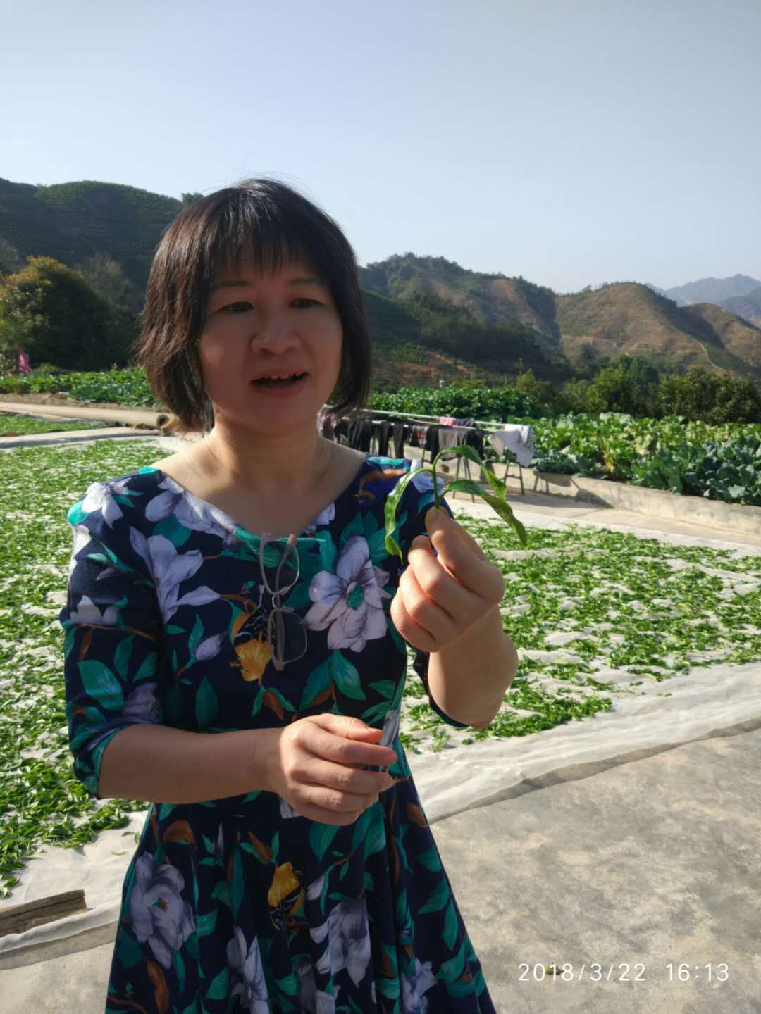 Lucy Chen on the 1200 metres moutain, savor Qing Ming tea