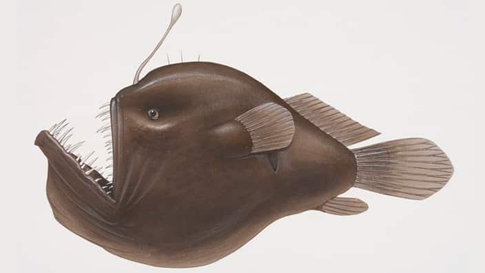 Illustrated side view of Blackdevil fish