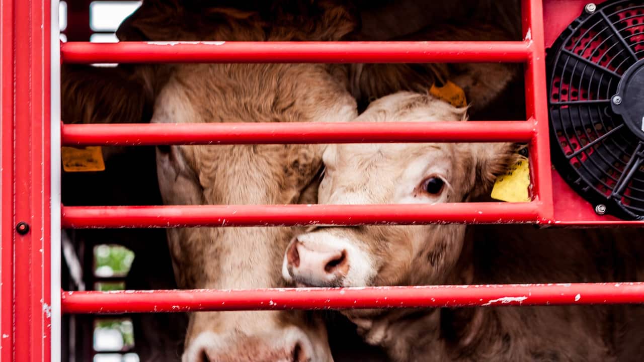 The cows - do the animals feel scare?