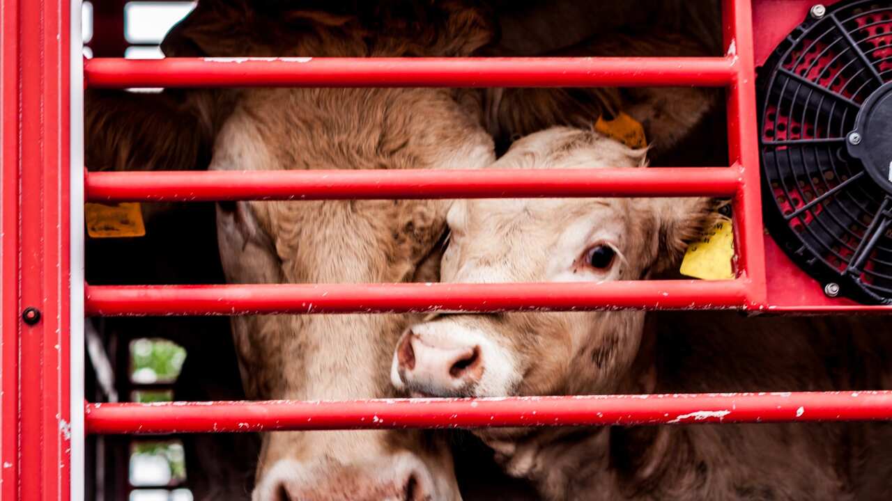 Sapi yang akan dipotong di rumah jagal