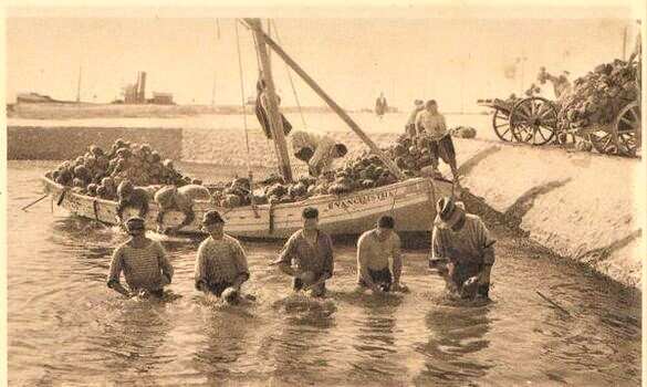 The Greek role in the sponge fishery of Sfax in Tunisia. 