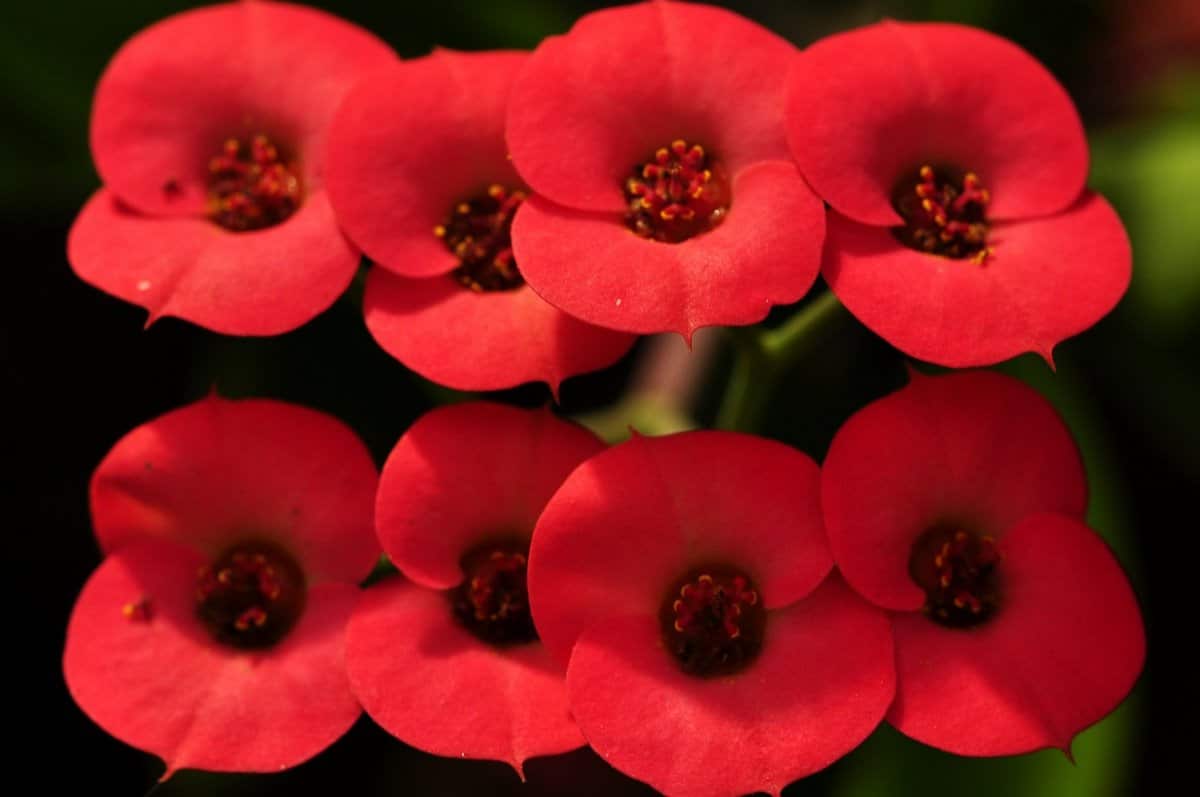 Euphorbia