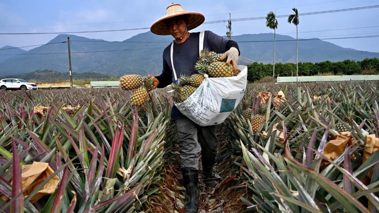 A farmer harvesting pineapples in Pingtung county
