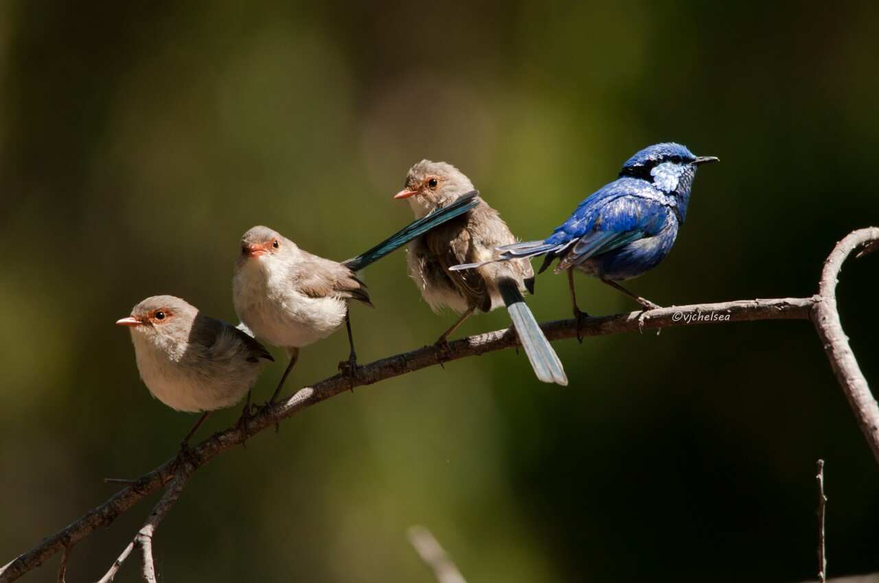 Splendid fairy wren
