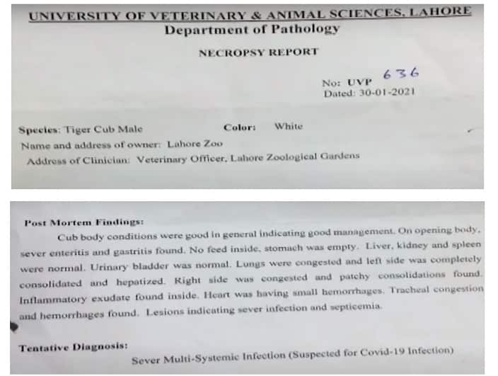 Post-mortem report of the white tiger cubs.