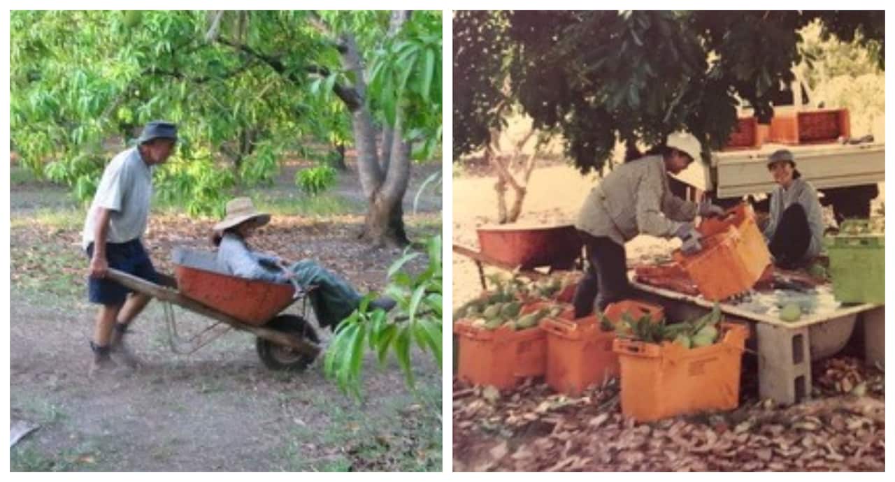 สวนมะม่วงของคุณตู่ เมื่อช่วงแรกที่ยังคงทำสวนมะม่วงหารายได้เสริมระหว่างเรียน