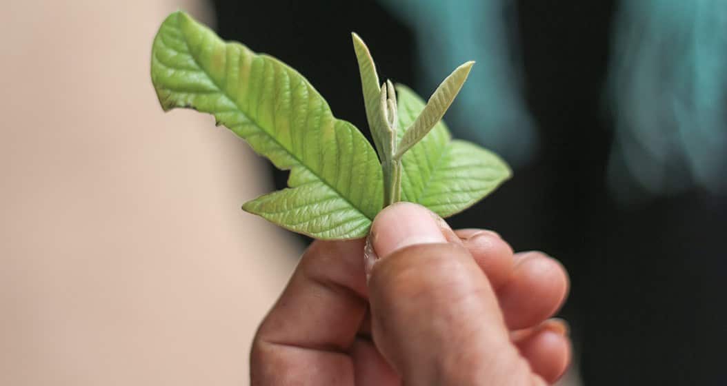 This leaf can be used to treat stomach pains and diarrhea. Photo: Nick Parkin.