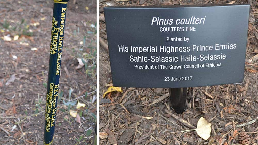 Prince Ermias Sahle-Selassie's tree planting ceremony