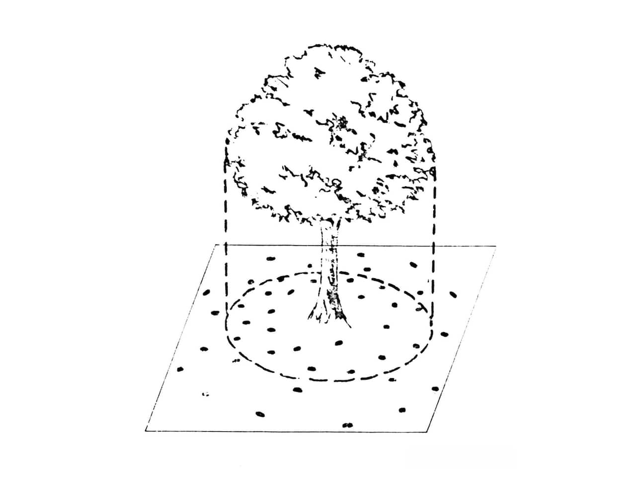 树的滴水线示意图