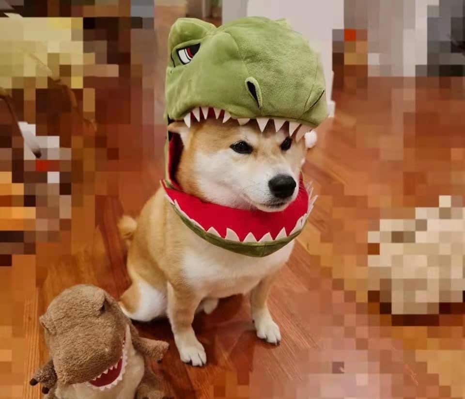 6-year-old Shiba Inu Sundae