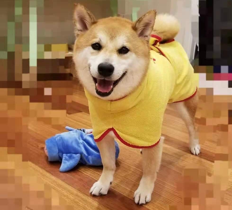 6-year-old Shiba Inu Sundae