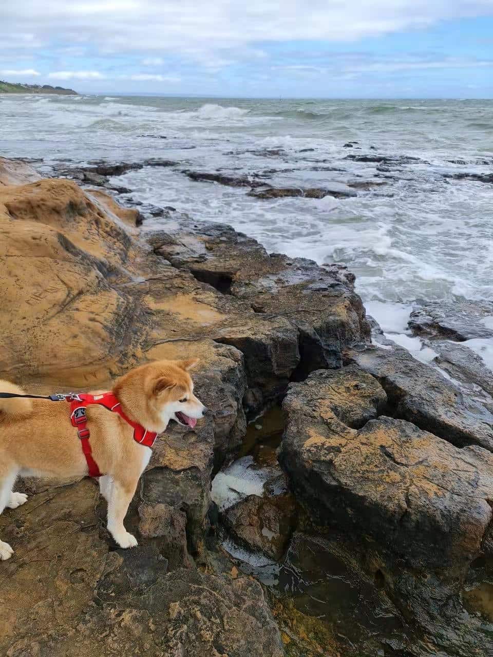 6-year-old Shiba Inu Sundae was diagnosed with anxiety disorder