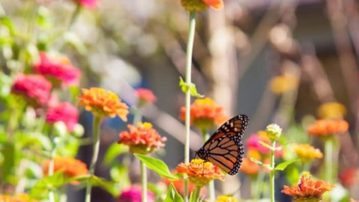 Bright Spring Festival