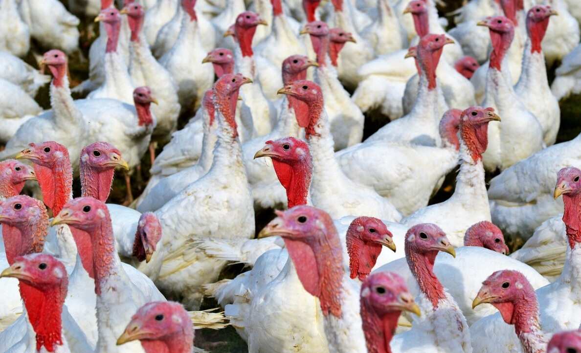 Bird flu spreads in two regions of Victoria 