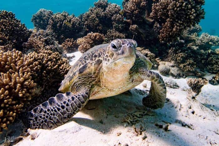 There are concerns the resort could disturb turtle populations at Ningaloo.