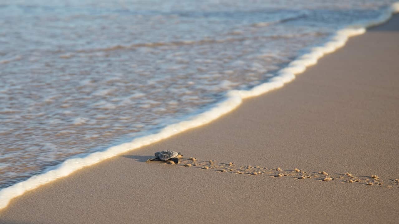 Sea change coach Caroline Cameron suggests connecting with locals to know the community if you can't physically visit your desired place of relocation.