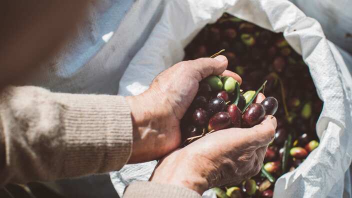 Full hands of olives