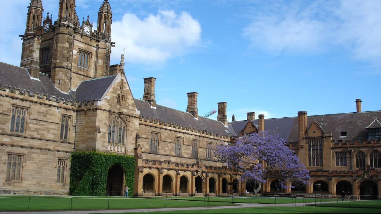 Jacaranda tree at Sydney University's Qadrangle