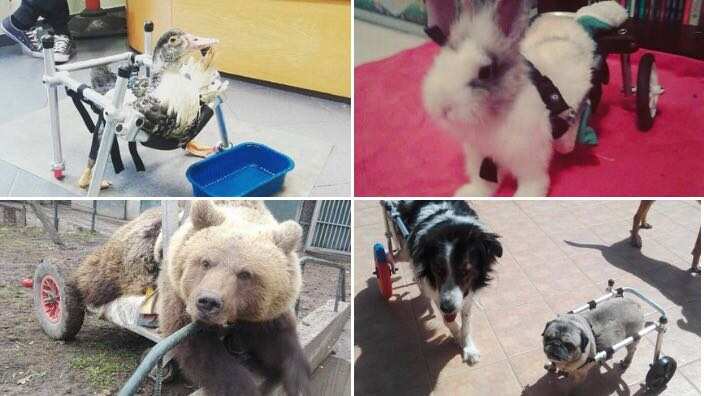 O Βασίλης Τζιγκούρας φτιάχνει χειροποίητα αμαξίδια για ανάπηρα ζωάκια