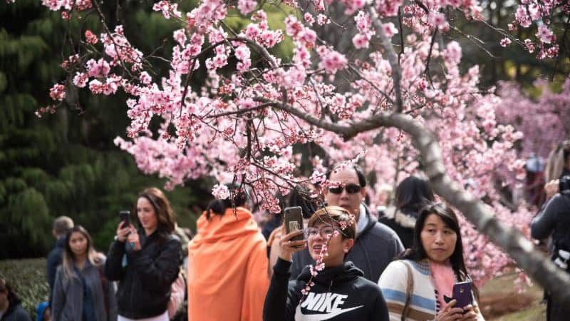 Sydney Cherry Blossom Festival
