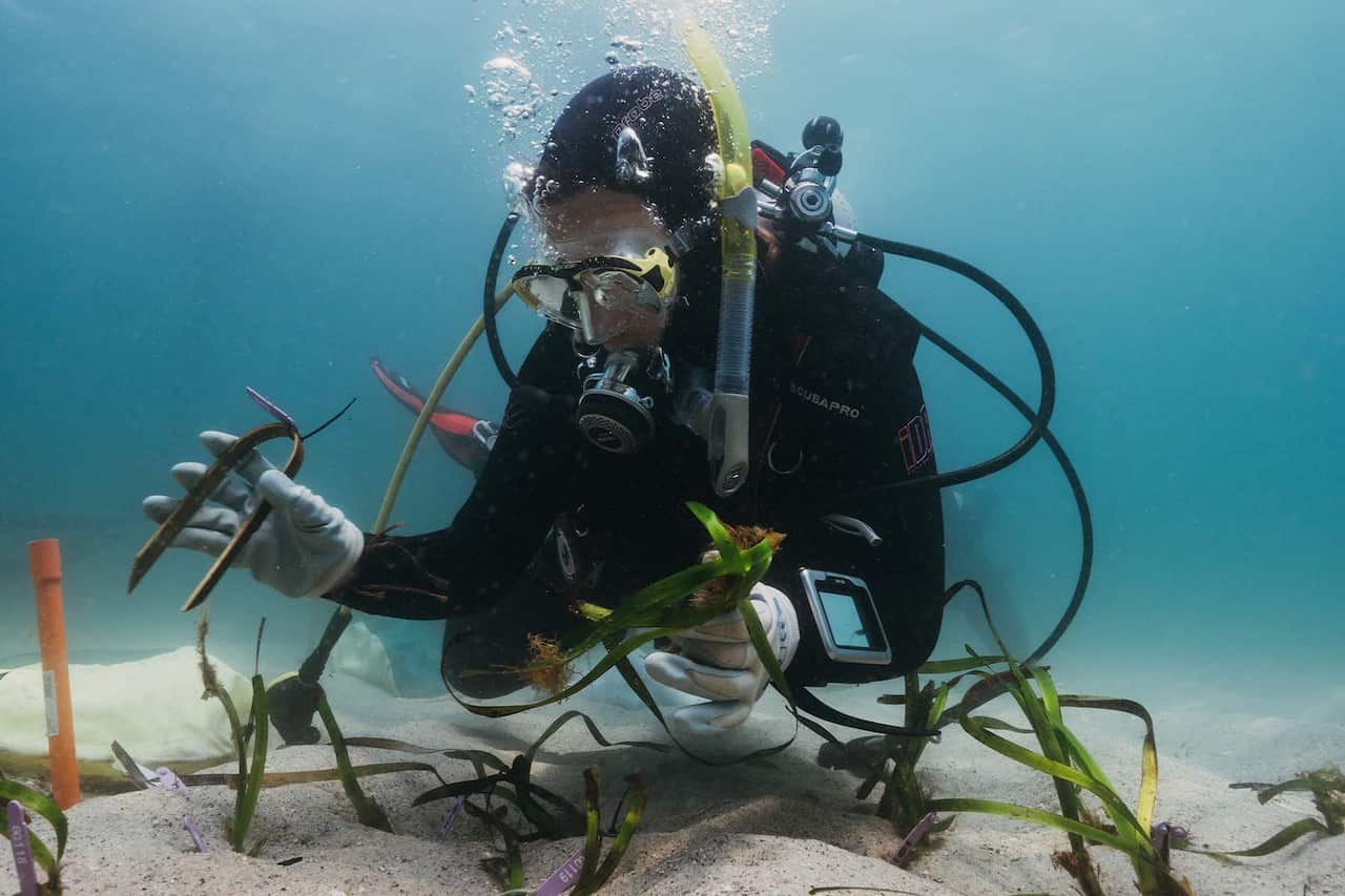 Giulia Ferretto planting Posidonia on the sea floor.