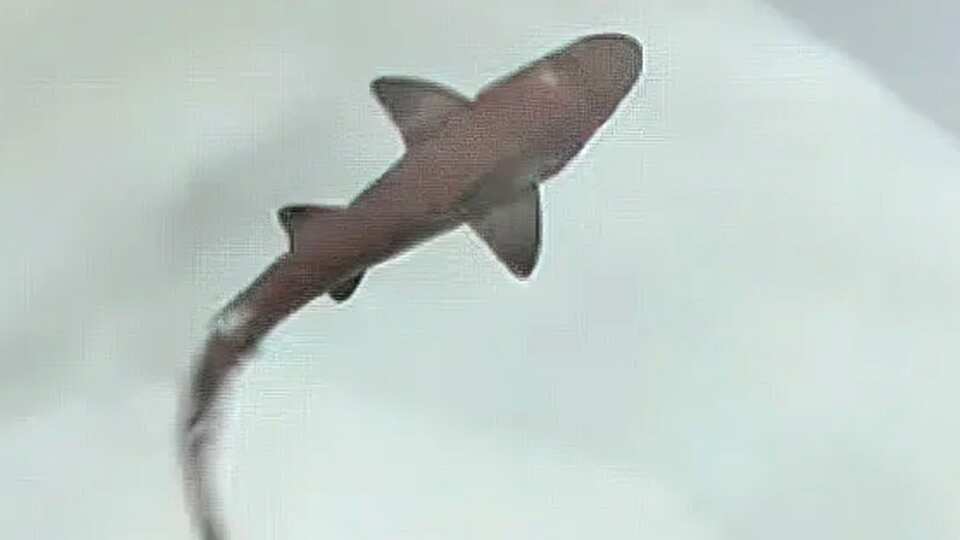 Baby Shark Ispera