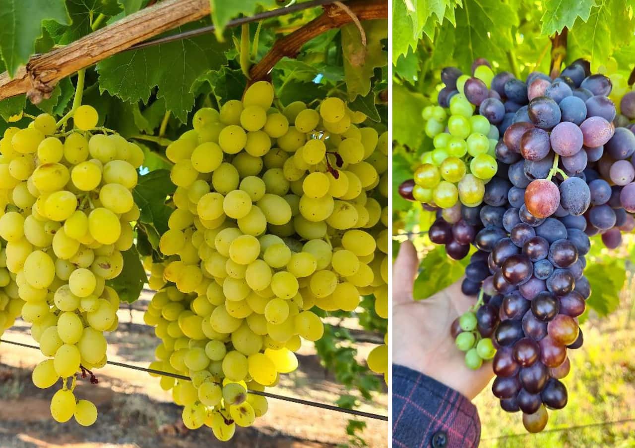 ready to be harvested grapes
