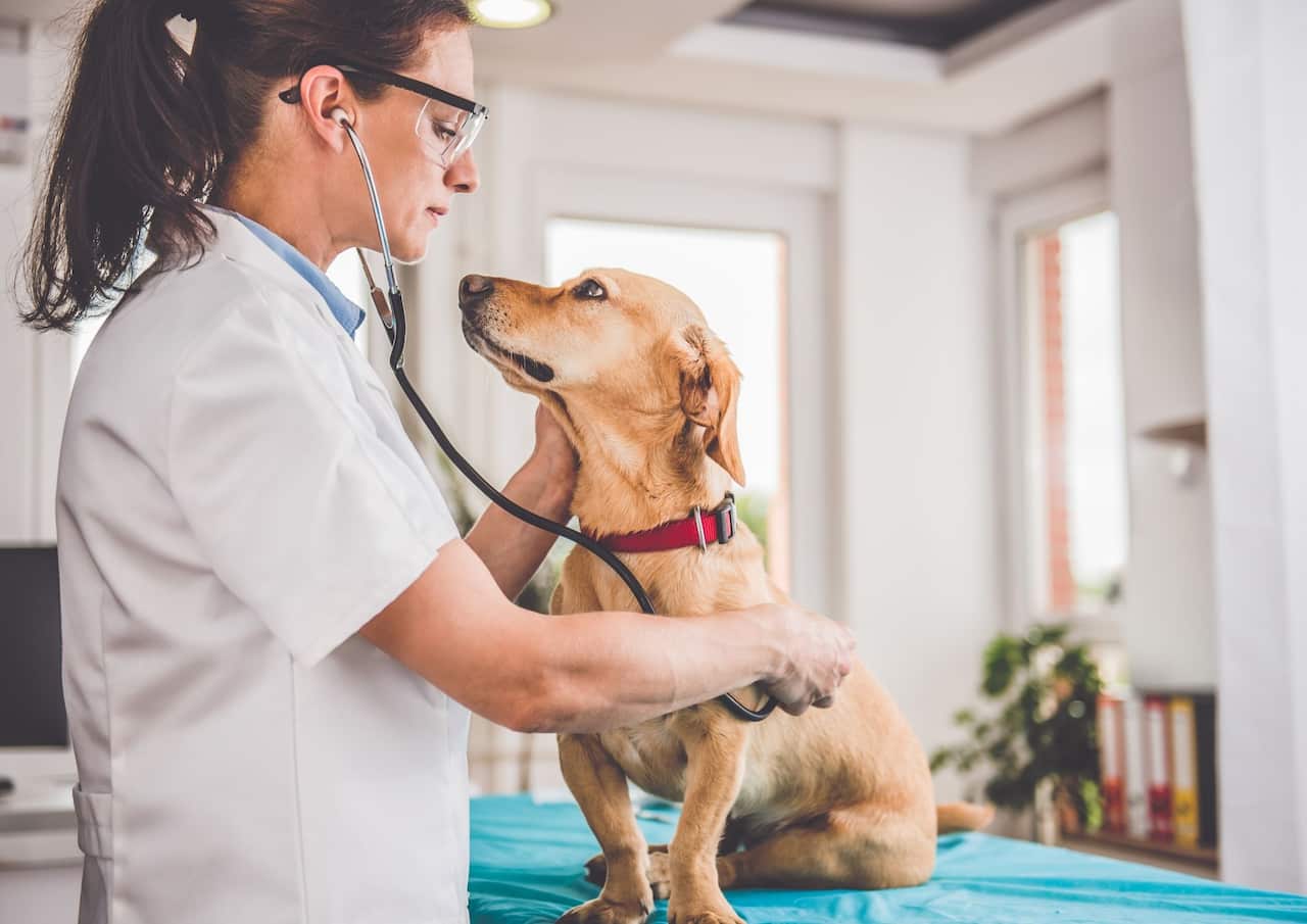 PET CARE IN AUSTRALIA