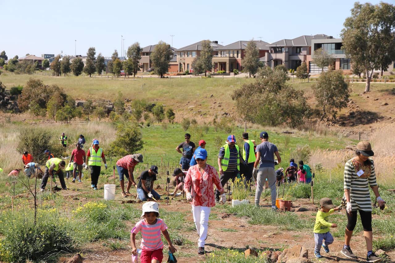 Tree Planting